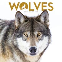 image Wolves 2027 Mini Wall Calendar Main Product Image