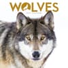 image Wolves 2027 Mini Wall Calendar Main Product Image
