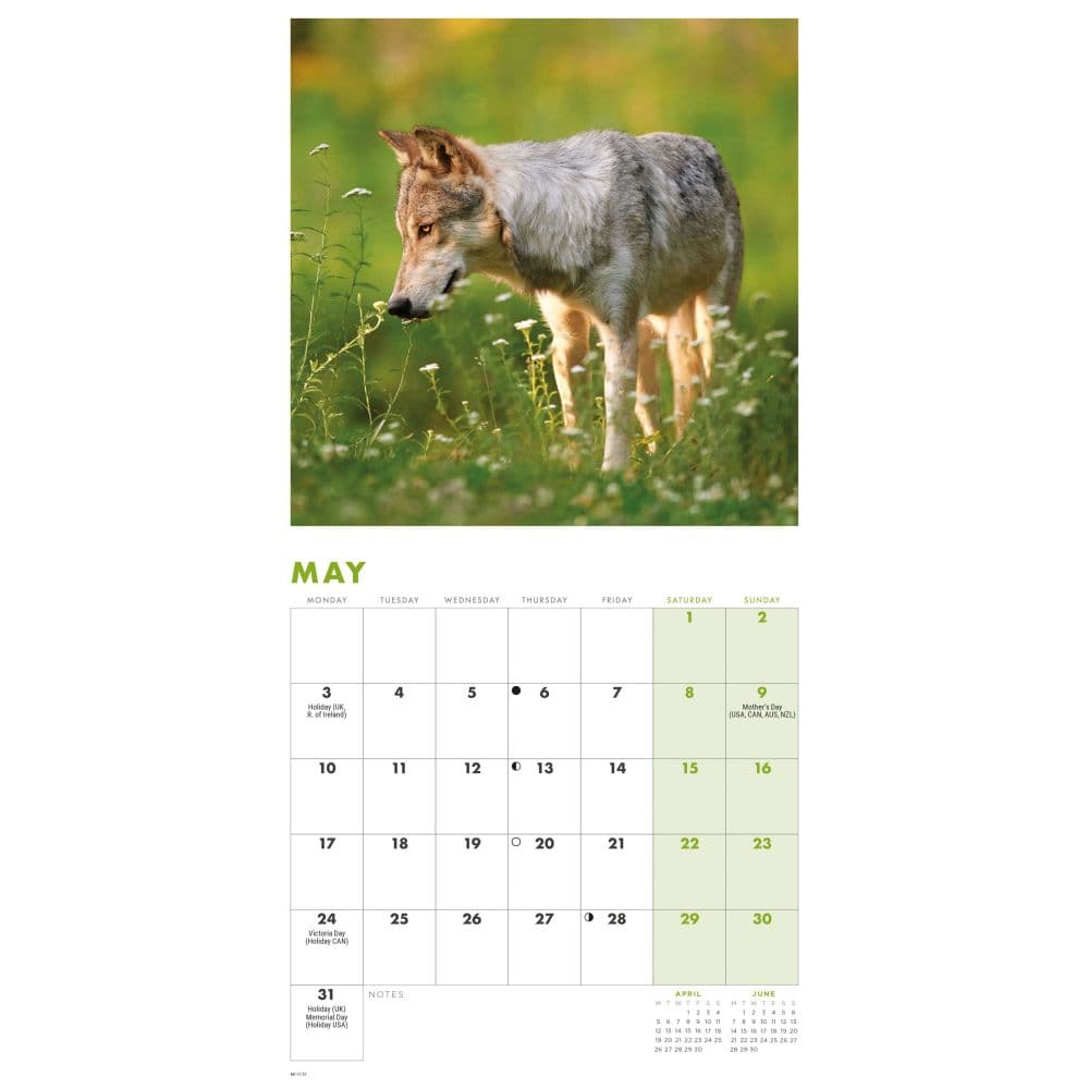Wolves 2027 Mini Wall Calendar Third Alternate Image