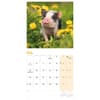 image Piglets 2027 Mini Wall Calendar Third Alternate Image