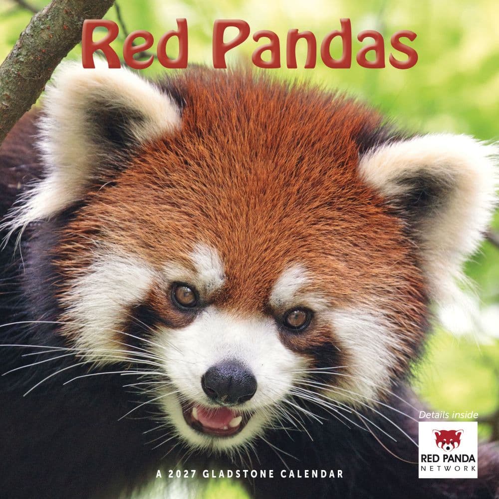 Red Pandas 2027 Wall Calendar by Gladstone Media Main Product Image