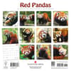 image Red Pandas 2027 Wall Calendar by Gladstone Media First Alternate Image