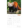 image Red Pandas 2027 Wall Calendar by Gladstone Media Second Alternate Image