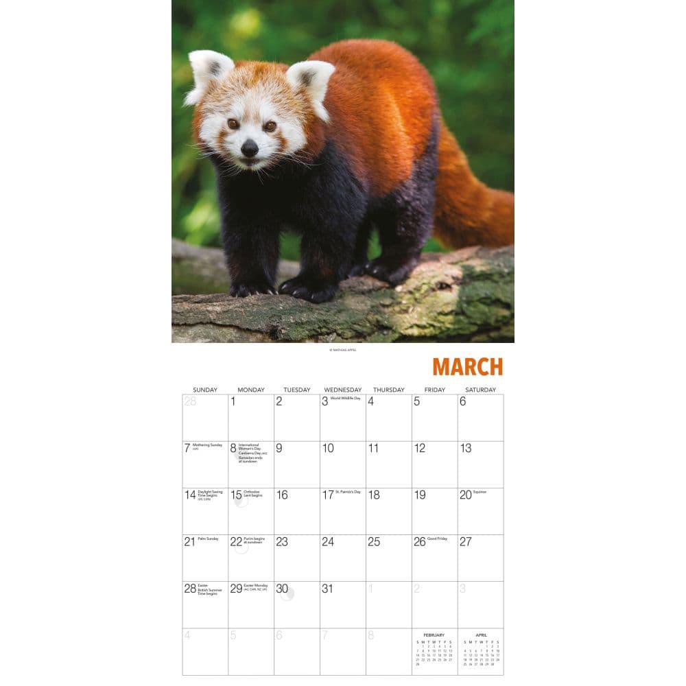 Red Pandas 2027 Wall Calendar by Gladstone Media Second Alternate Image
