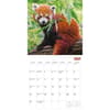 image Red Pandas 2027 Wall Calendar by Gladstone Media Third Alternate Image