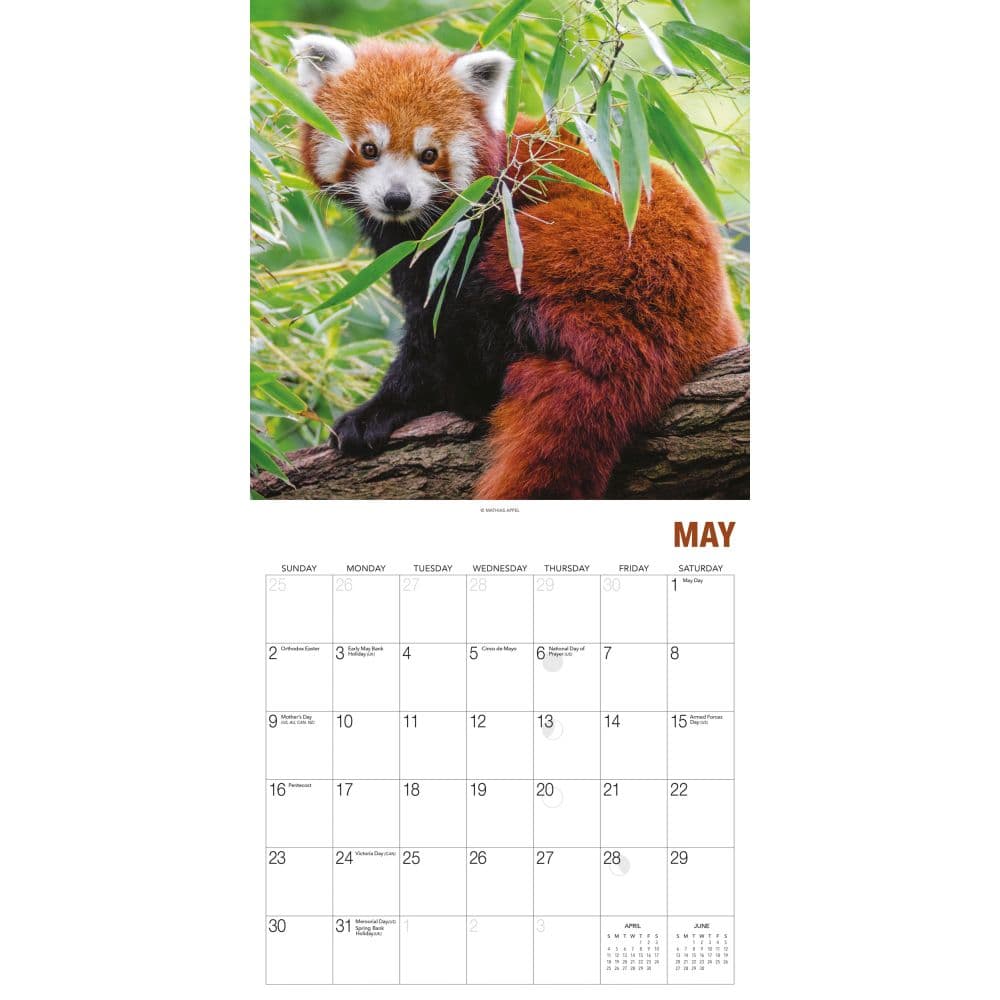 Red Pandas 2027 Wall Calendar by Gladstone Media Third Alternate Image
