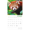 image Red Pandas 2027 Wall Calendar by Gladstone Media Fourth Alternate Image