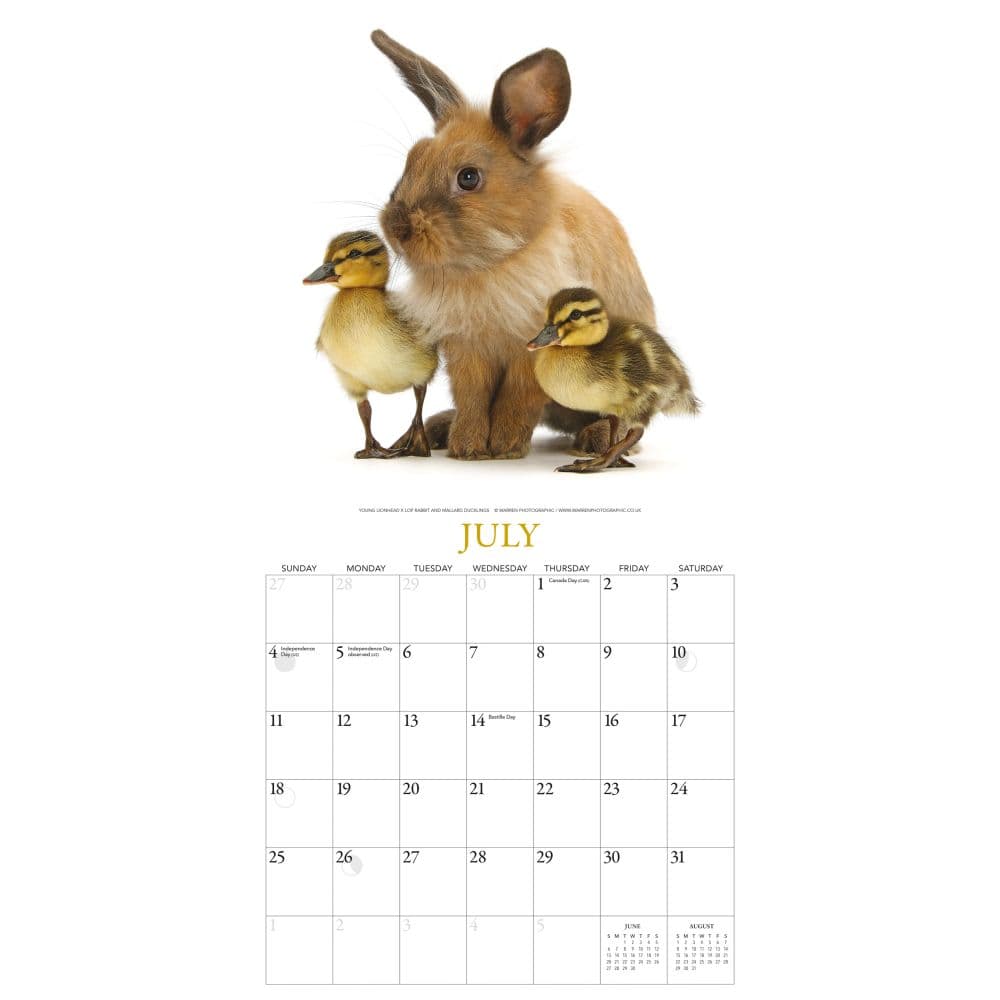 Bunnies and Friends 2027 Wall Calendar by Gladstone Media Third Alternate Image