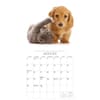 image Kittens And Friends 2027 Wall Calendar by Gladstone Media Third Alternate Image