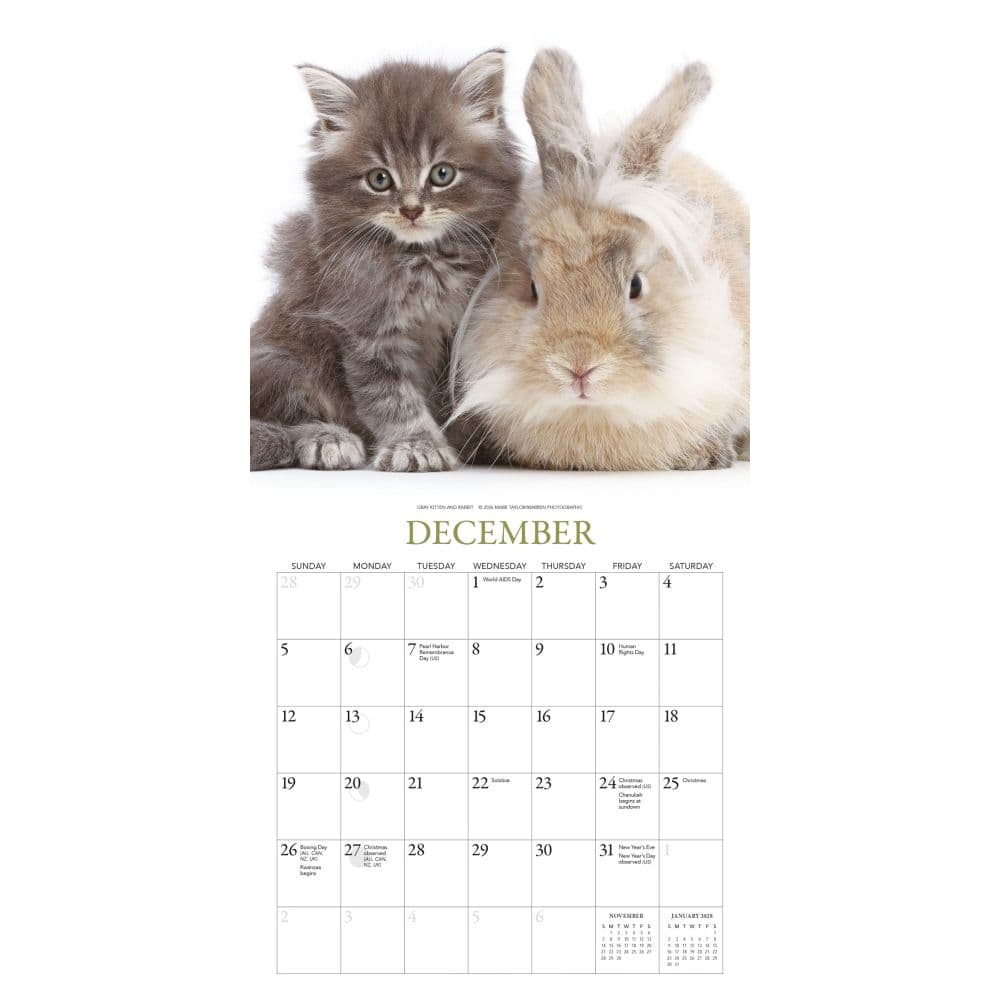 Kittens and Friends 2027 Mini Wall Calendar by Gladstone Media Fourth Alternate Image