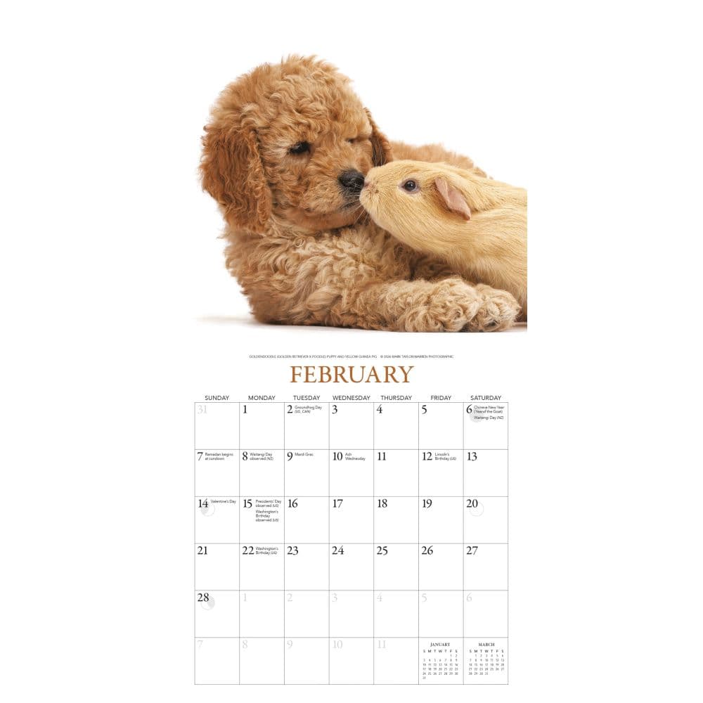 Puppies And Friends 2027 Mini Wall Calendar by Gladstone Media Second Alternate Image