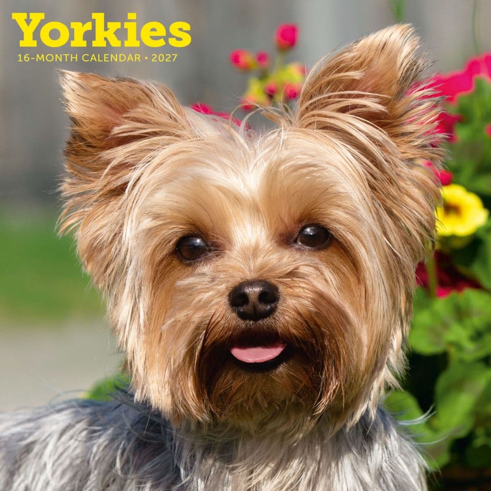 Yorkies 2027 Wall Calendar Main Product Image