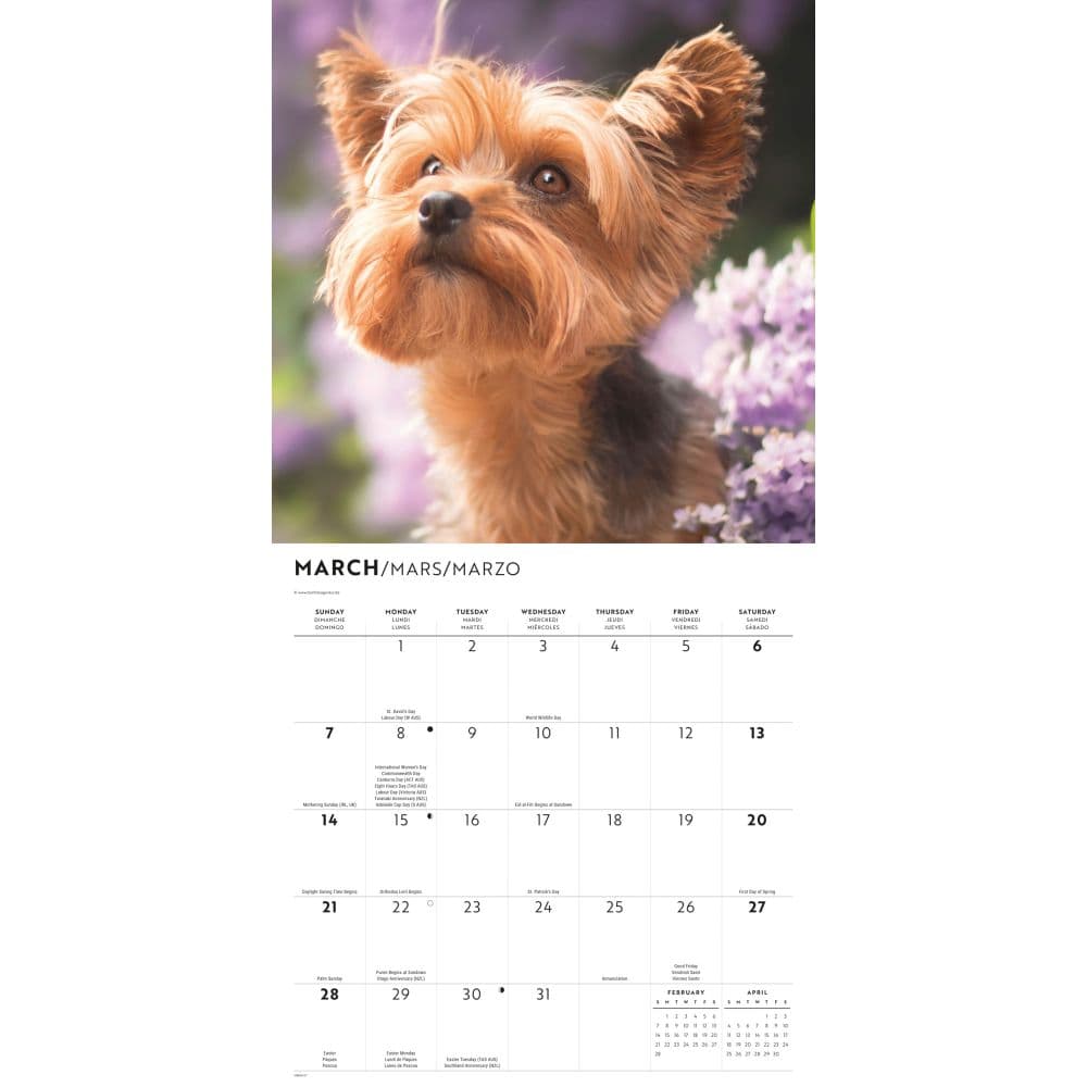 Yorkies 2027 Wall Calendar Second Alternate Image