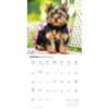 image Yorkies 2027 Wall Calendar Third Alternate Image