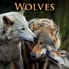 image Wolves 2027 Wall Calendar Main Product Image