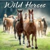 image Wild Horses 2027 Wall Calendar Main Product Image