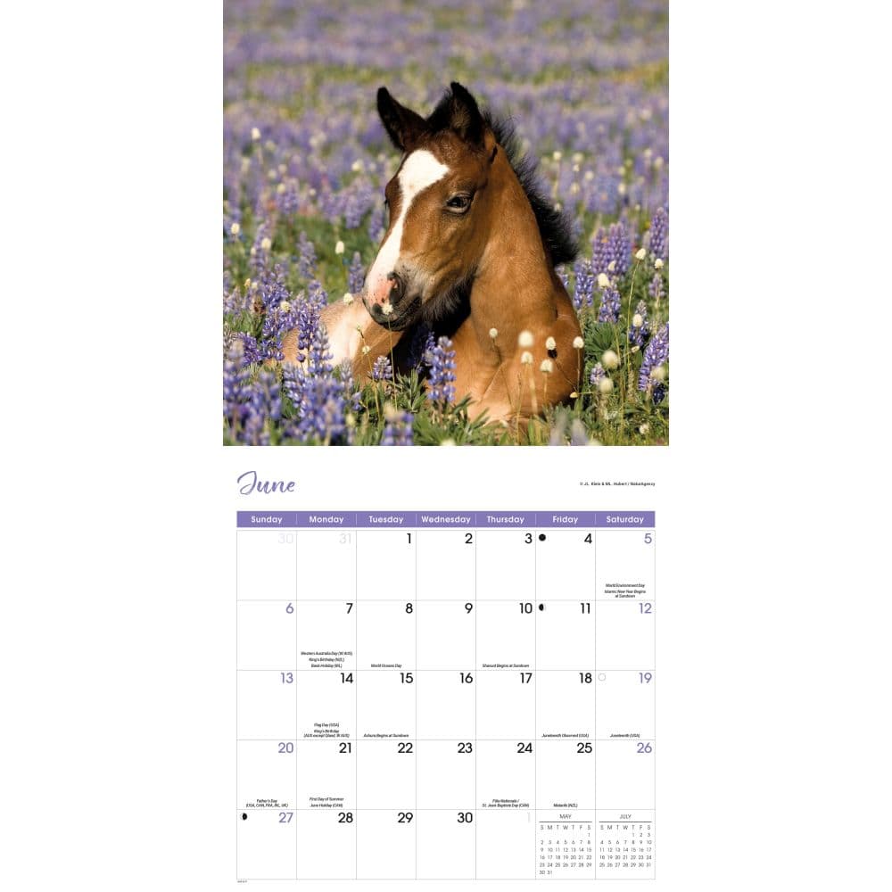 Wild Horses 2027 Wall Calendar Third Alternate Image