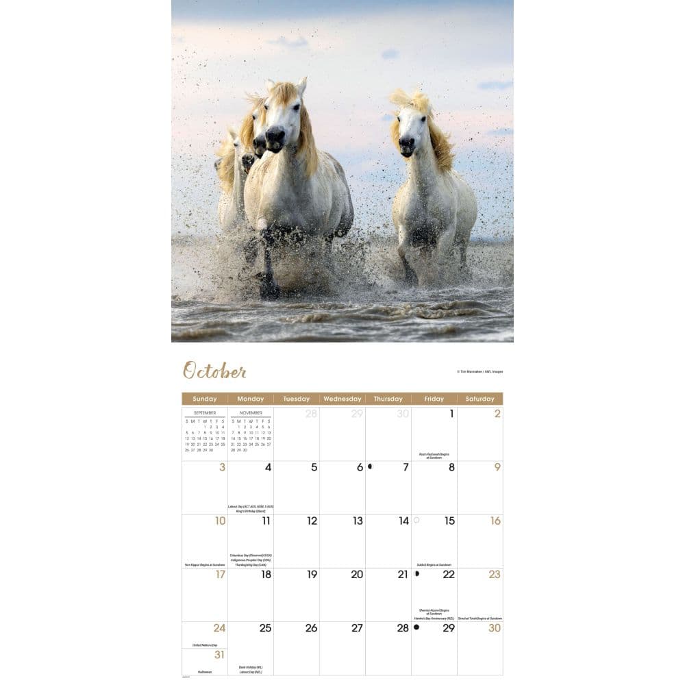 Wild Horses 2027 Wall Calendar Fourth Alternate Image