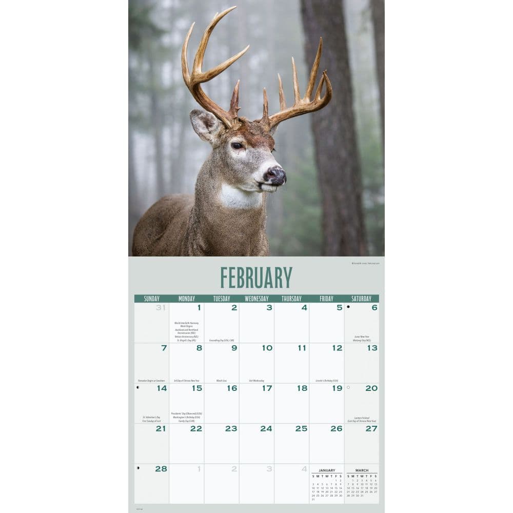 Whitetail Monarchs 2027 Wall Calendar Second Alternate Image