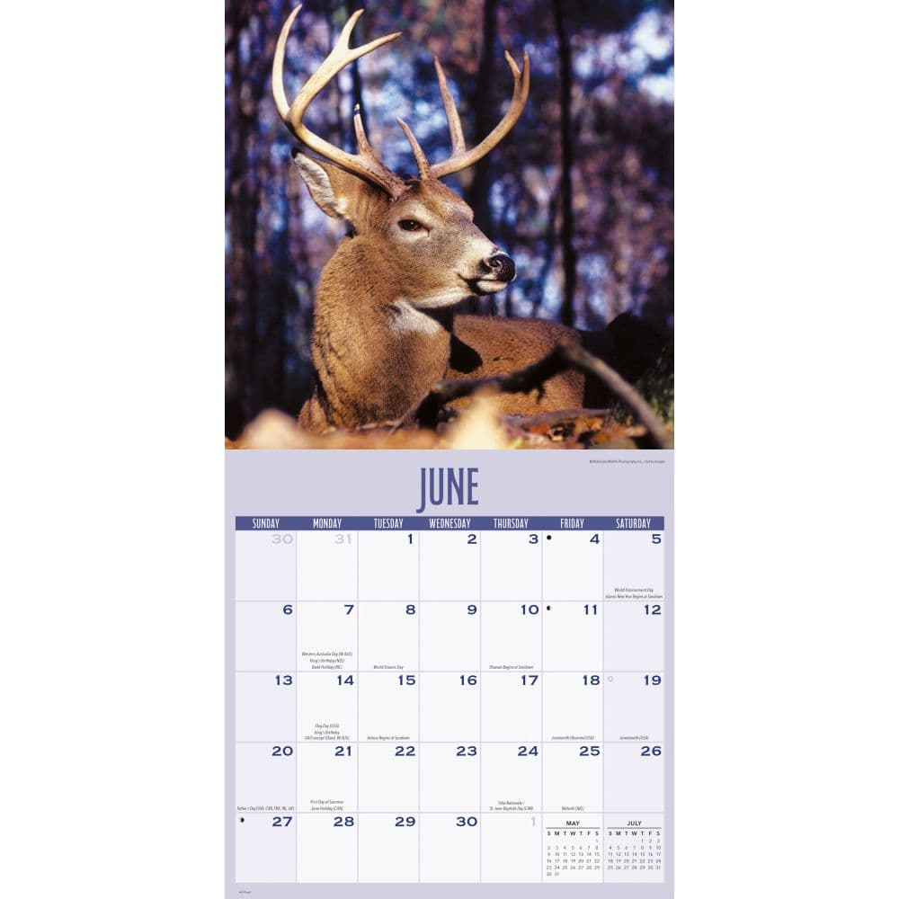 Whitetail Monarchs 2027 Wall Calendar Third Alternate Image