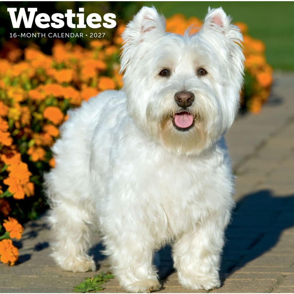 Westies 2027 Wall Calendar Main Product Image
