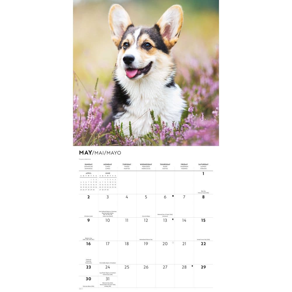 Pembroke Welsh Corgis 2027 Wall Calendar Second Alternate Image