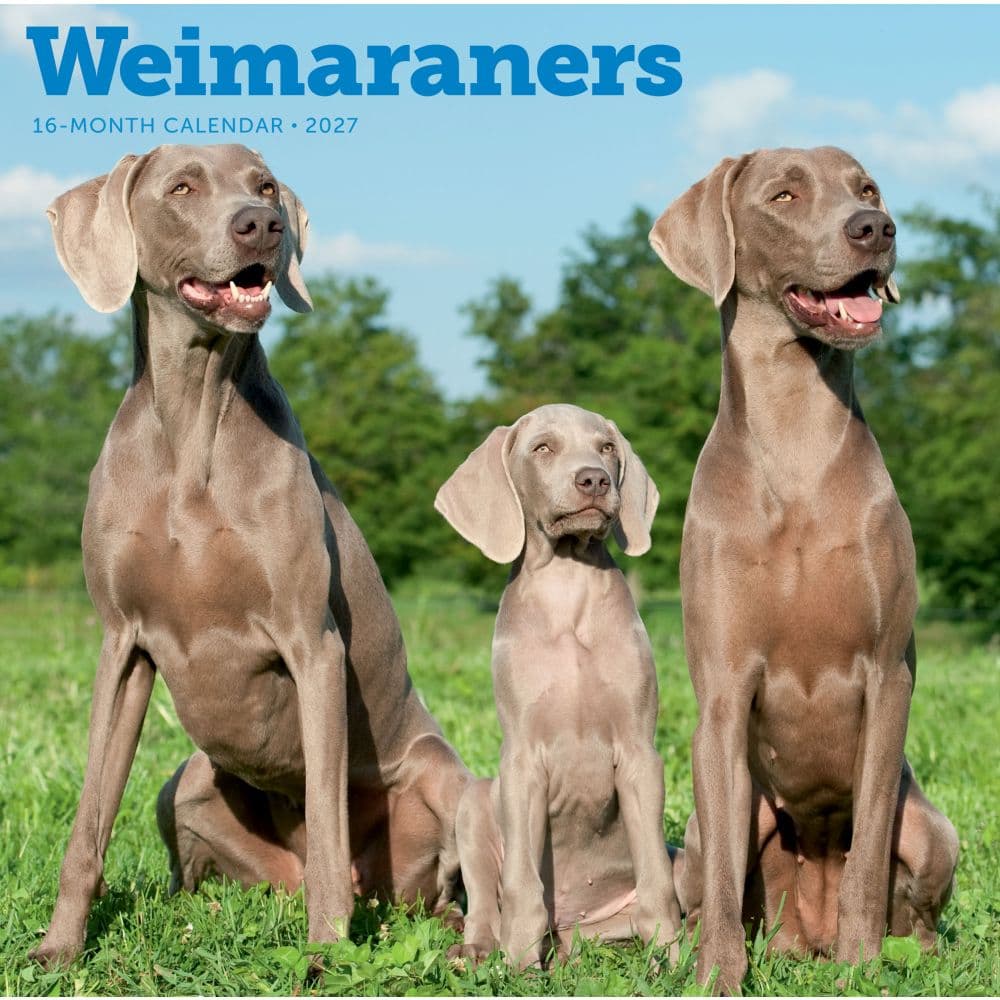 Weimaraners 2027 Wall Calendar Main Product Image