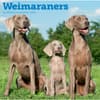 image Weimaraners 2027 Wall Calendar Main Product Image