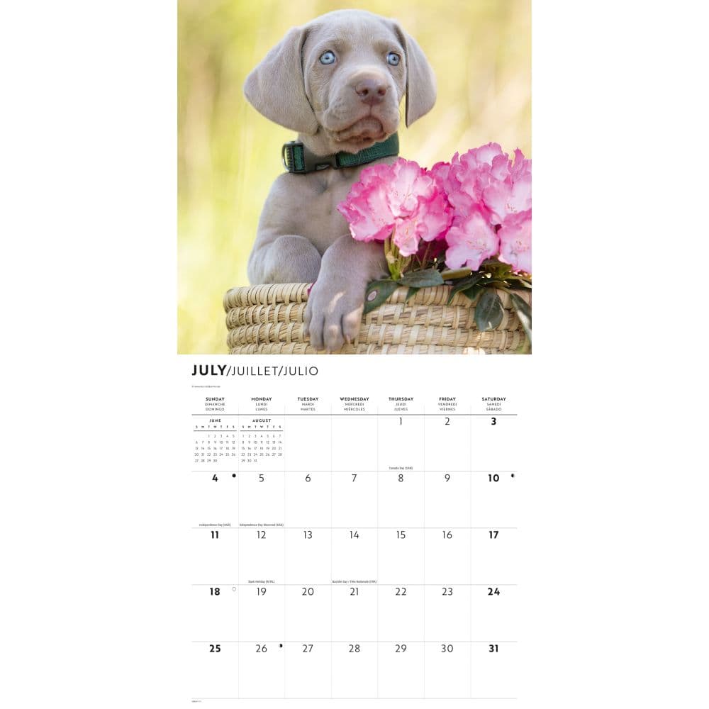 Weimaraners 2027 Wall Calendar Second Alternate Image