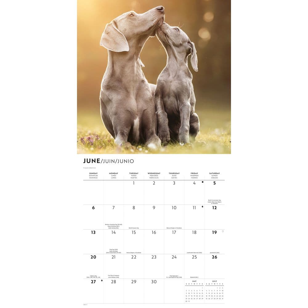Weimaraners 2027 Wall Calendar Third Alternate Image
