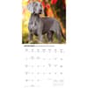 image Weimaraners 2027 Wall Calendar Fourth Alternate Image