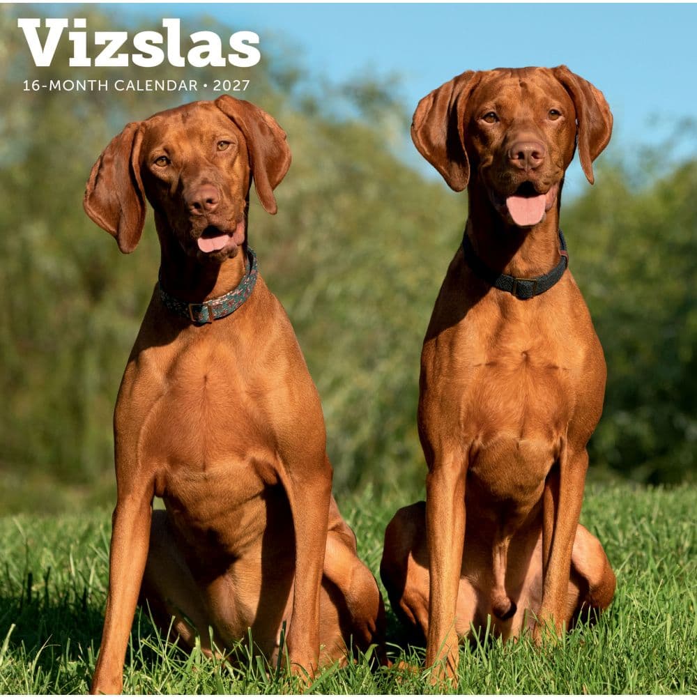 Vizslas 2027 Wall Calendar Main Product Image