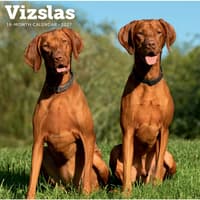 image Vizslas 2027 Wall Calendar Main Product Image