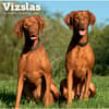 image Vizslas 2027 Wall Calendar Main Product Image