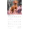 image Vizslas 2027 Wall Calendar Third Alternate Image