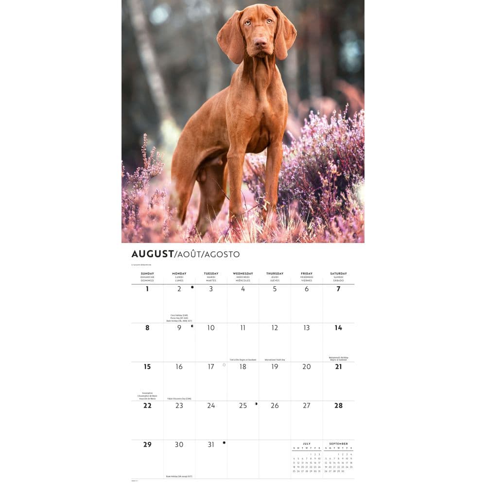 Vizslas 2027 Wall Calendar Third Alternate Image