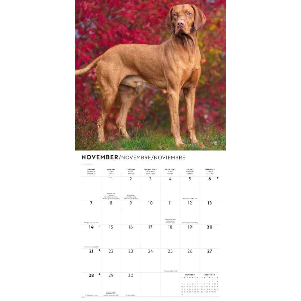 Vizslas 2027 Wall Calendar Fourth Alternate Image