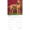 image Vizslas 2027 Wall Calendar Fourth Alternate Image