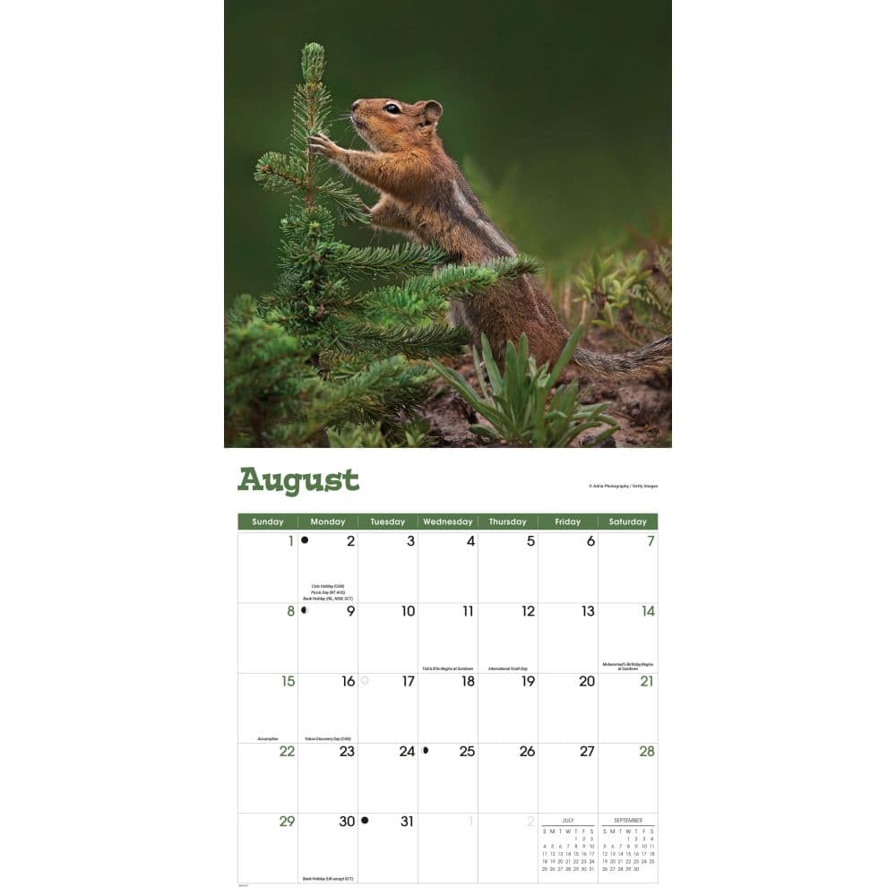 Squirrels 2027 Wall Calendar Third Alternate Image
