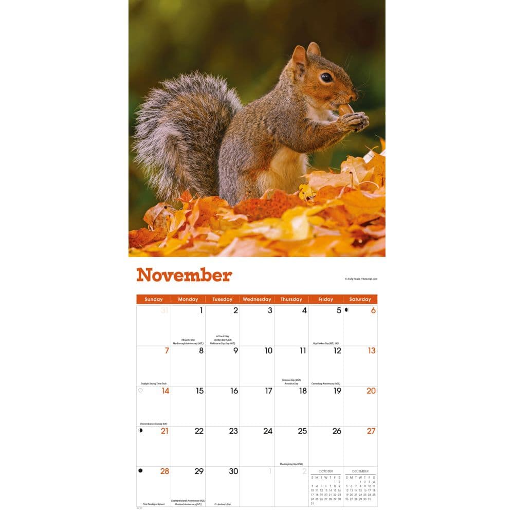 Squirrels 2027 Wall Calendar Fourth Alternate Image