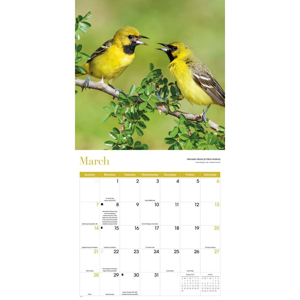 Songbirds 2027 Wall Calendar Second Alternate Image