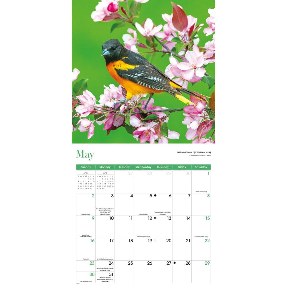 Songbirds 2027 Wall Calendar Third Alternate Image