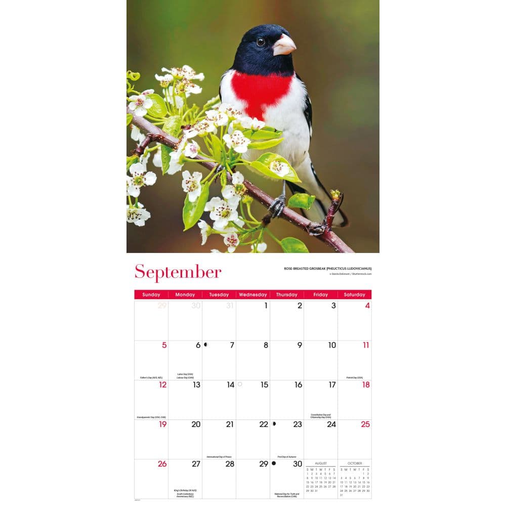 Songbirds 2027 Wall Calendar Fourth Alternate Image