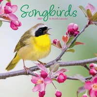 image Songbirds 2027 Mini Wall Calendar Main Product Image