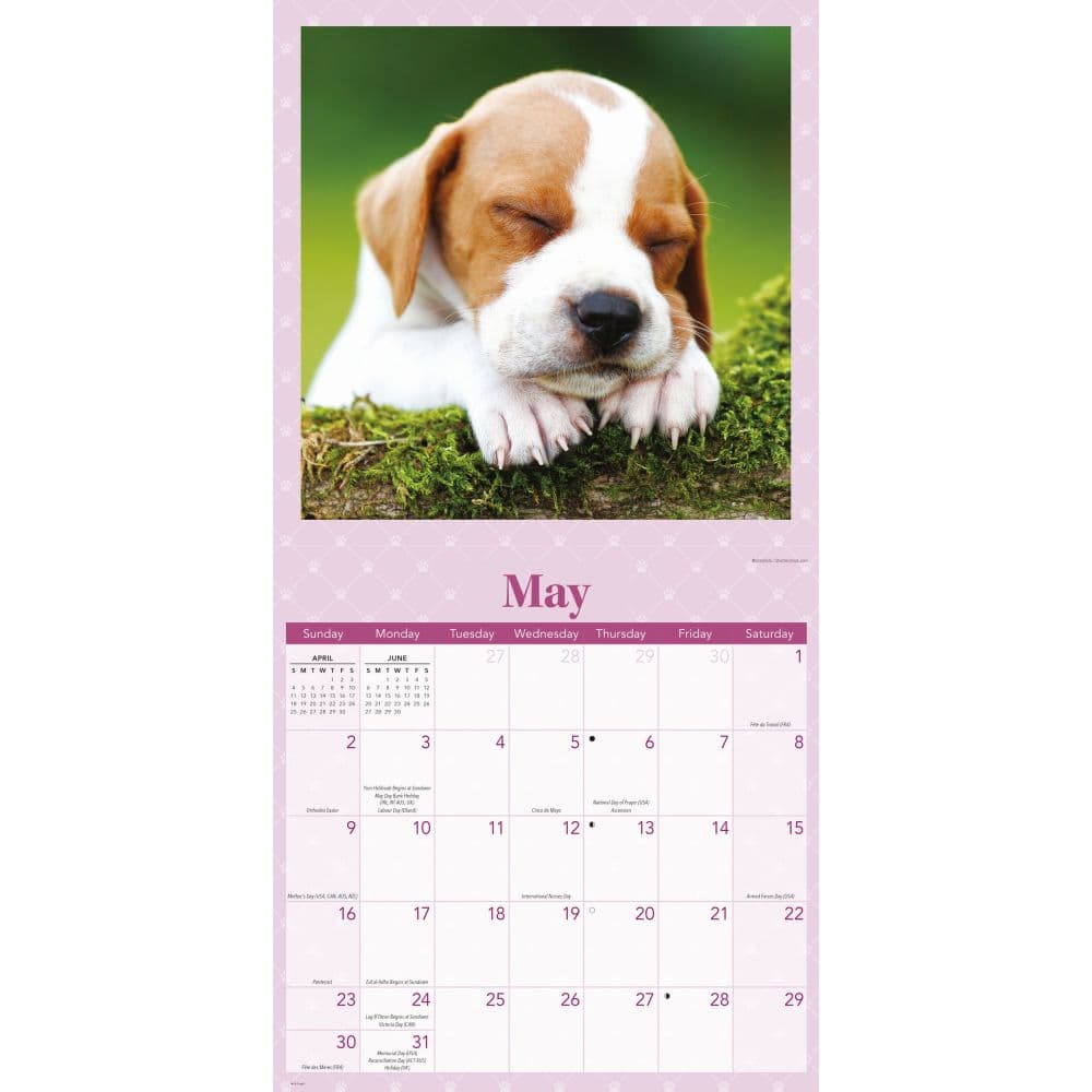 Sleepy Puppies 2027 Wall Calendar Third Alternate Image