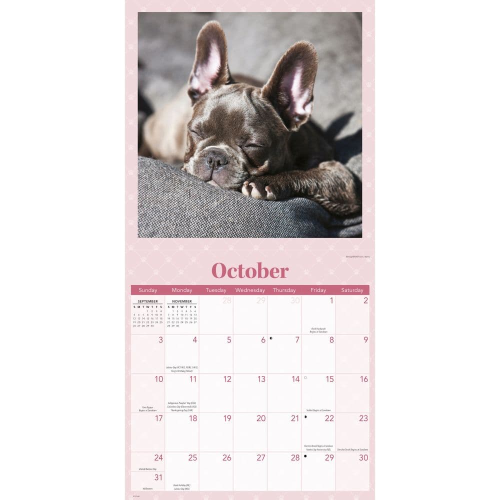 Sleepy Puppies 2027 Wall Calendar Fourth Alternate Image