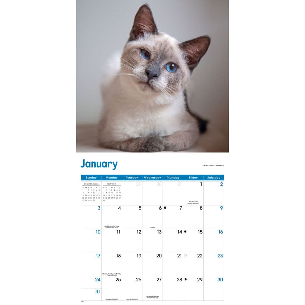 Siamese Cats 2027 Wall Calendar Second Alternate Image