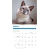image Siamese Cats 2027 Wall Calendar Second Alternate Image