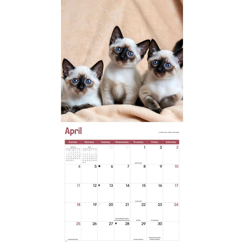Siamese Cats 2027 Wall Calendar Third Alternate Image