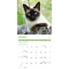 image Siamese Cats 2027 Wall Calendar Fourth Alternate Image